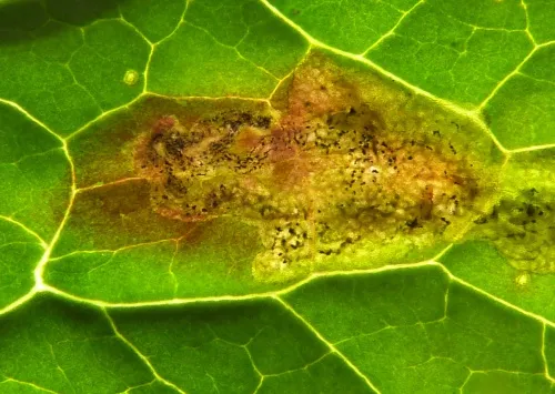 Liriomyza sonchi - photo 7