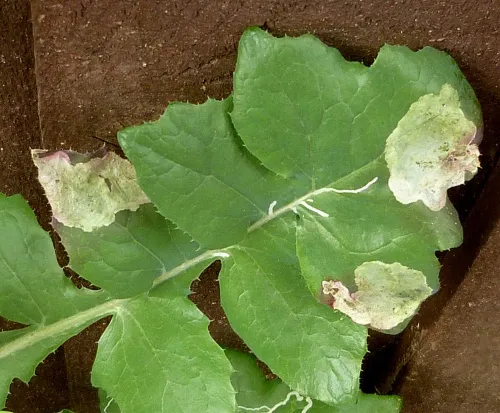 Liriomyza taraxaci