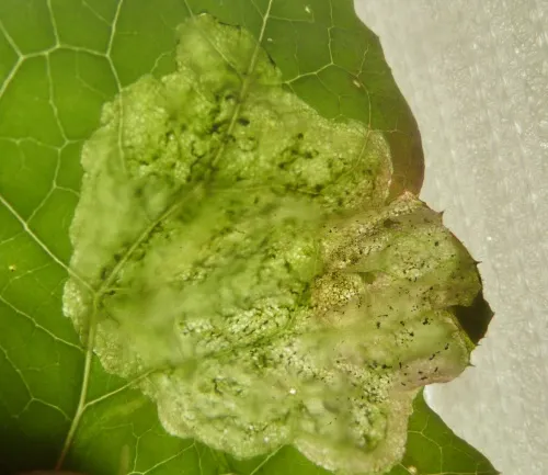 Liriomyza taraxaci - photo 2