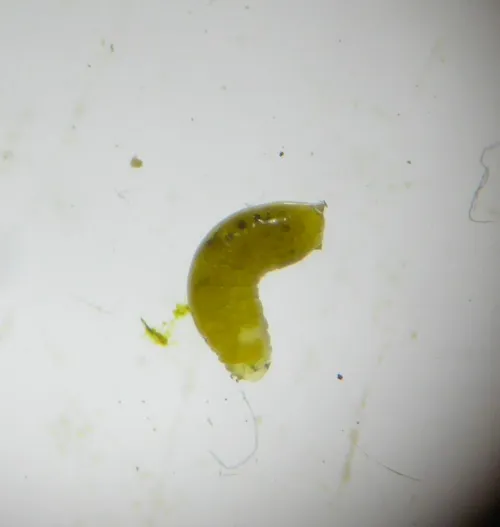 Liriomyza taraxaci - photo 3
