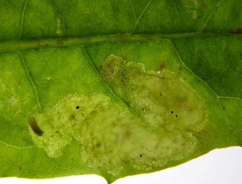 Liriomyza taraxaci - photo 4