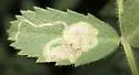 Liriomyza trifoliearum