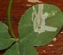 Liriomyza trifoliearum - photo 3