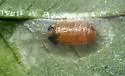 Liriomyza trifoliearum - photo 4