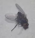 Liriomyza trifoliearum - photo 5