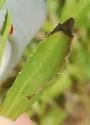 American Serpentine Leafminer