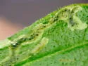 American Serpentine Leafminer - photo 2