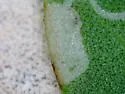 American Serpentine Leafminer - photo 3