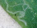 American Serpentine Leafminer - photo 4