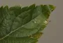 American Serpentine Leafminer - photo 5