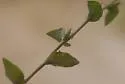 Liriomyza triodanidis - photo 4