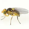 Liriomyza triodanidis - photo 5