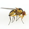 Liriomyza valerianivora - Liriomyza valerianivora