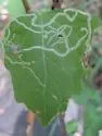 Liriomyza venegasiae - Liriomyza venegasiae