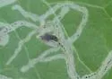 Liriomyza venegasiae - photo 2
