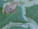 Liriomyza venegasiae - photo 4