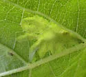 Liriomyza zinniae - photo 2