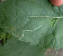 Liriomyza zinniae - photo 3