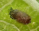 Liriomyza zinniae - photo 4
