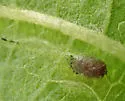 Liriomyza zinniae - photo 5