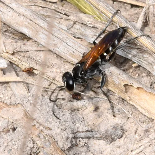Liris (Leptolarra) apicipennis