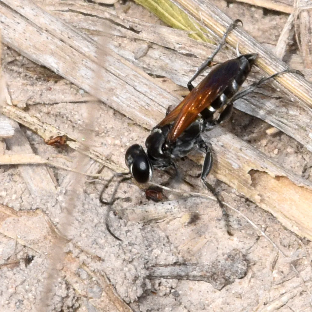 Liris (Leptolarra) apicipennis - photo 2