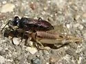 Liris (Leptolarra) argentatus