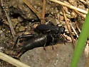 Liris (Leptolarra) argentatus - photo 2
