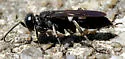 Liris (Leptolarra) argentatus - photo 3