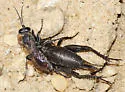 Liris (Leptolarra) argentatus - photo 4