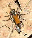 Liris (Leptolarra) partitus
