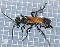 Liris (Leptolarra) partitus - photo 2