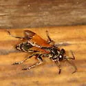 Liris (Leptolarra) partitus - photo 3