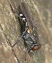 Lispe sociabilis - Lispe sociabilis