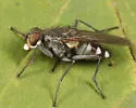 Lispe sociabilis - photo 2