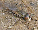 Lispe sociabilis - photo 3