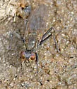 Lispe sociabilis - photo 4