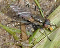 Lispe sociabilis - photo 5
