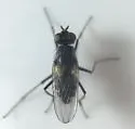 Lispe tentaculata - photo 2