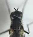 Lispe tentaculata - photo 3