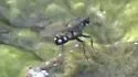 Lispe tentaculata - photo 4