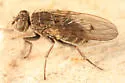Lispocephala alma