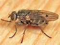 Lispocephala alma - photo 2