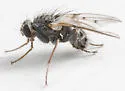 Lispocephala alma - photo 3