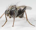 Lispocephala alma - photo 4