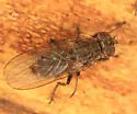 Lispocephala alma - photo 5