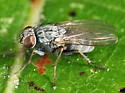 Lispocephala erythrocera
