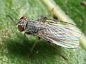 Lispocephala erythrocera - photo 2