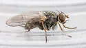Lispocephala erythrocera - photo 3