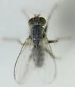 Lispocephala erythrocera - photo 4